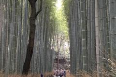 19_Kyoto-Arashiyama-Bamboo-Forest